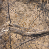 Bitis arietans arietans | Puff Adder